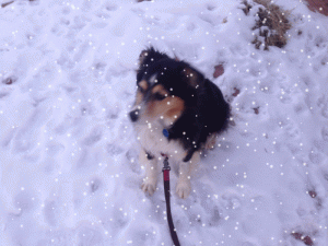 snowdog